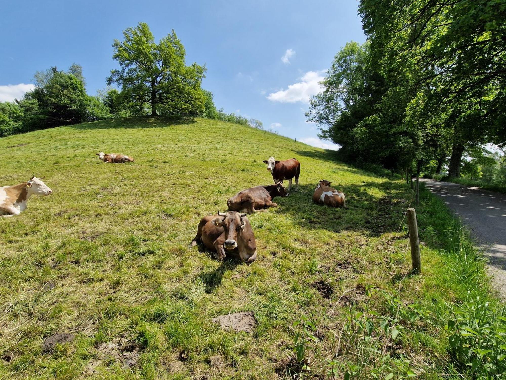 Ferienwohnung Ewigkeit - 4-Sterne Dtv Klassifiziert Leutkirch im Allgau Bagian luar foto